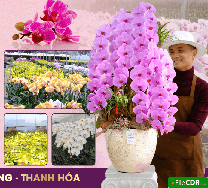 373 lan ho diep thuong hang tinh hoa da lat tai thanh hoa 4.png