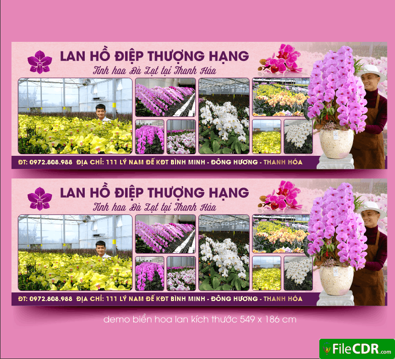373 lan ho diep thuong hang tinh hoa da lat tai thanh hoa.png