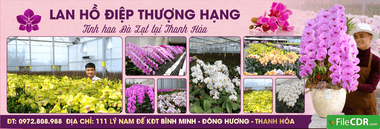 373 lan ho diep thuong hang tinh hoa da lat tai thanh hoa 2.png