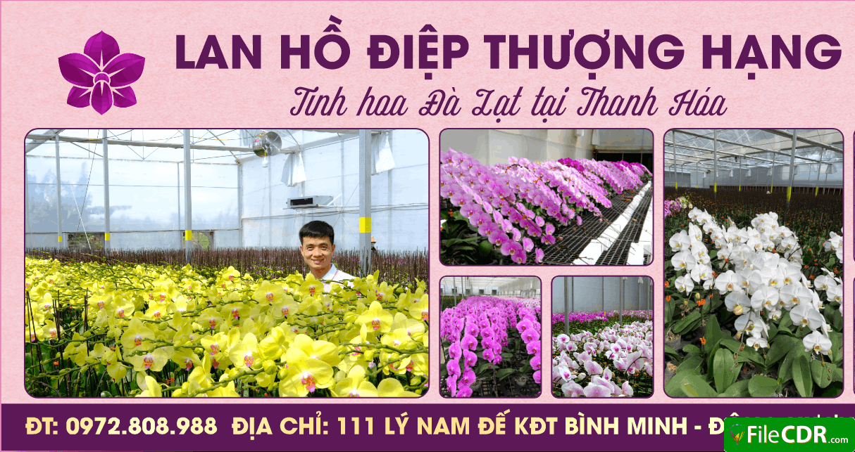 373 lan ho diep thuong hang tinh hoa da lat tai thanh hoa 3.png